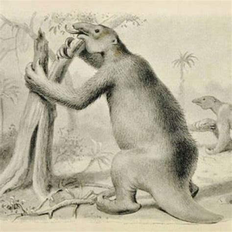 sloth evolution timeline
